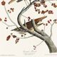 Affiche sur la Grive solitaire, d’après une gravure ancienne de 1827.