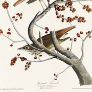 Poster about the Solitary Thrush, based on an old engraving from 1827.