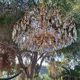 Vintage Italian Crystal Chandelier 8 Lights