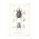 Antique engraving from 1849 - Beetle - vintage zoological insect plate