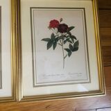 Lot of 7 pink botanical lithographs 1950