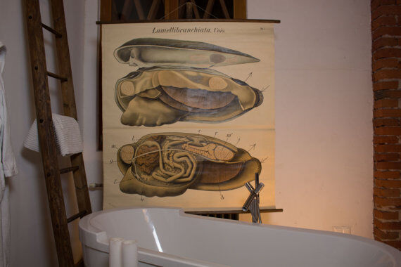 Poster vintage from the beginning of the 20th century Pfurtscheller Zoological graphic wall molds of painters