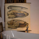 Affiche vintage du début du 20e siècle Pfurtscheller zoologiques mur graphique moules de peintres