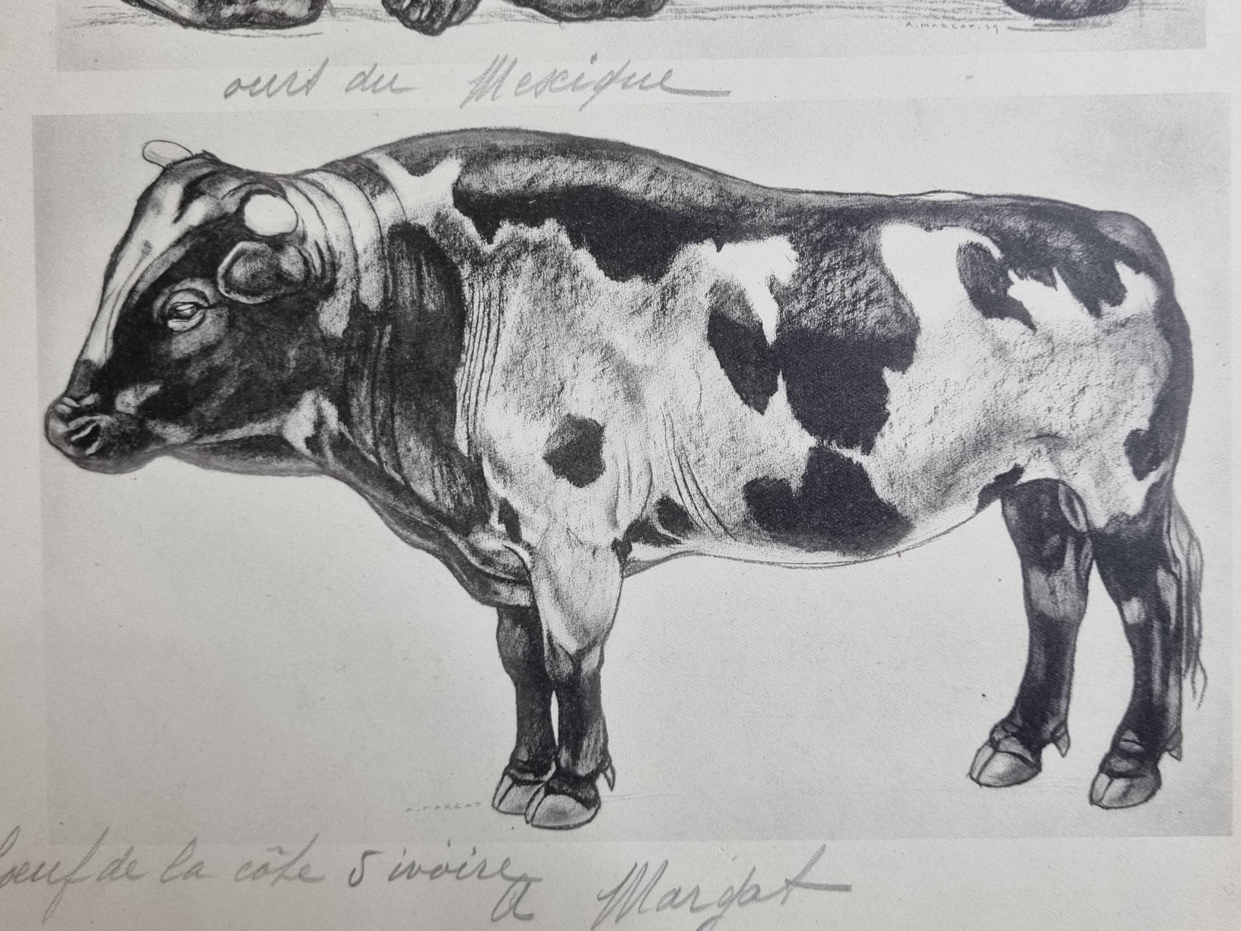 Illustrated plate, Studies of a Bear and an Ox Signed André Margat, 1930