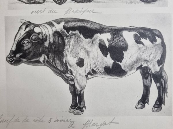 Planche illustrée, Études d’un Ours et d’un Bœuf Signée André Margat, 1930