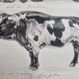 Illustrated plate, Studies of a Bear and an Ox Signed André Margat, 1930