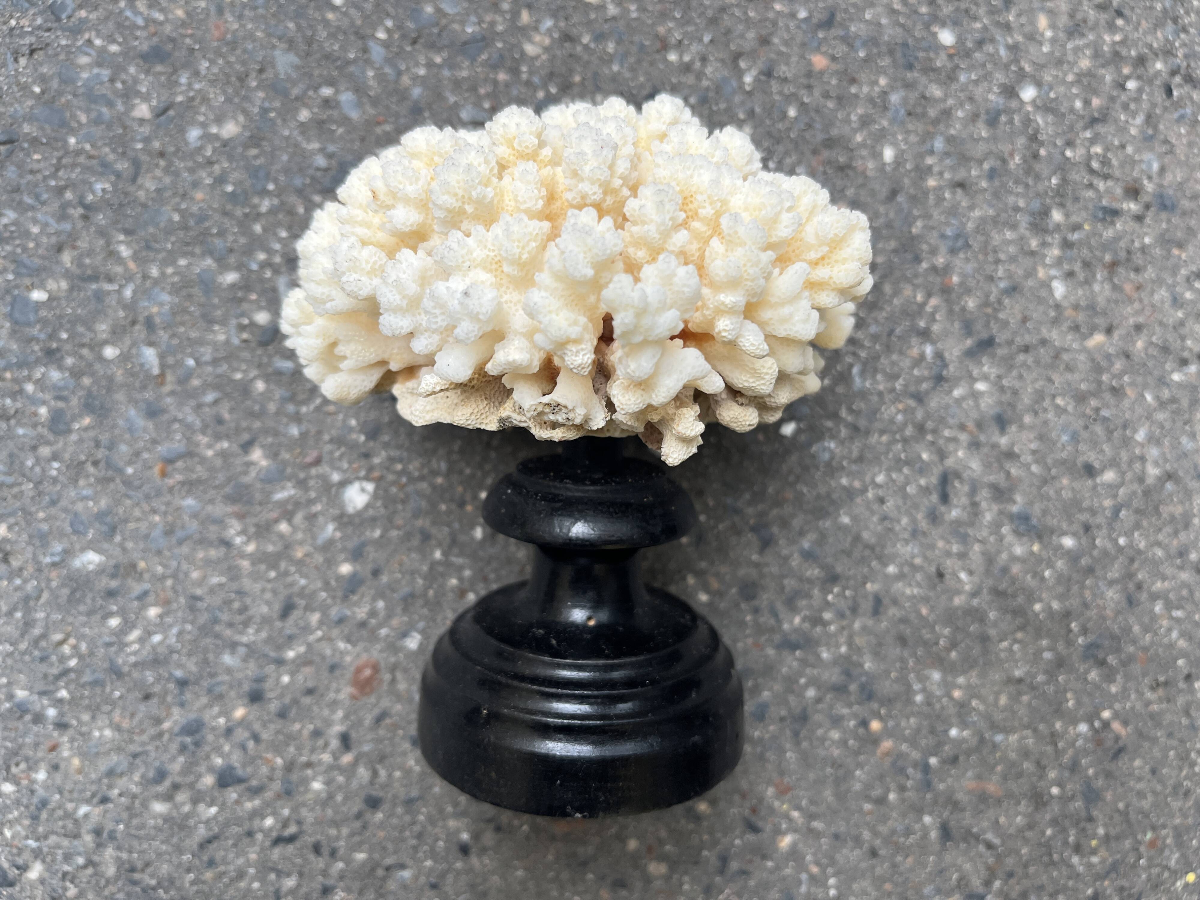 Natural white coral on wooden base turned Napoleon III 19th century cabinet of curiosities