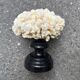 Natural white coral on wooden base turned Napoleon III 19th century cabinet of curiosities