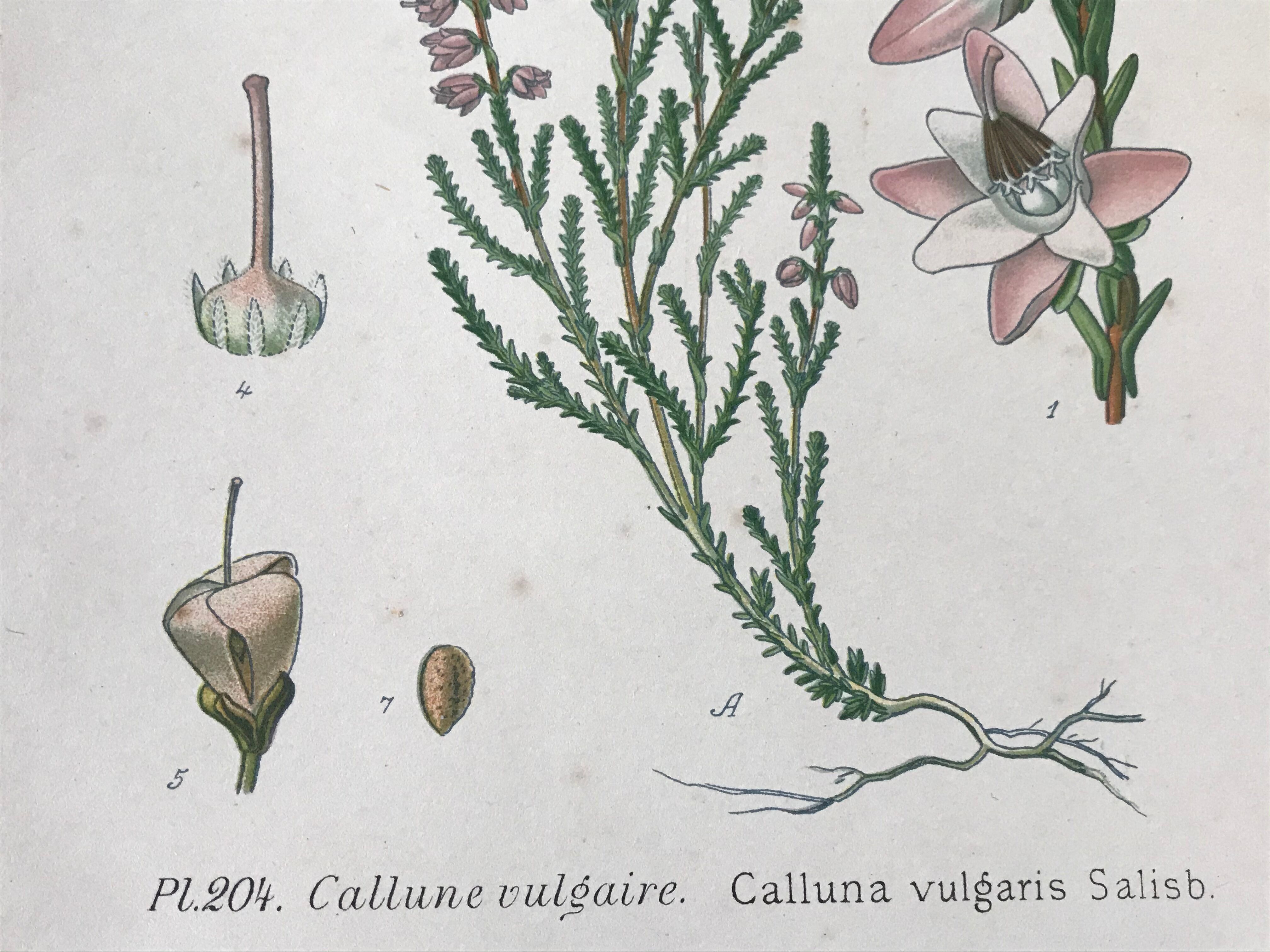 Trio of 19th-century botanical boards