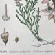 Trio of 19th-century botanical boards