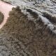 Contemporary Green Rug - 294 x 216 cm