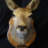 Hunting trophy