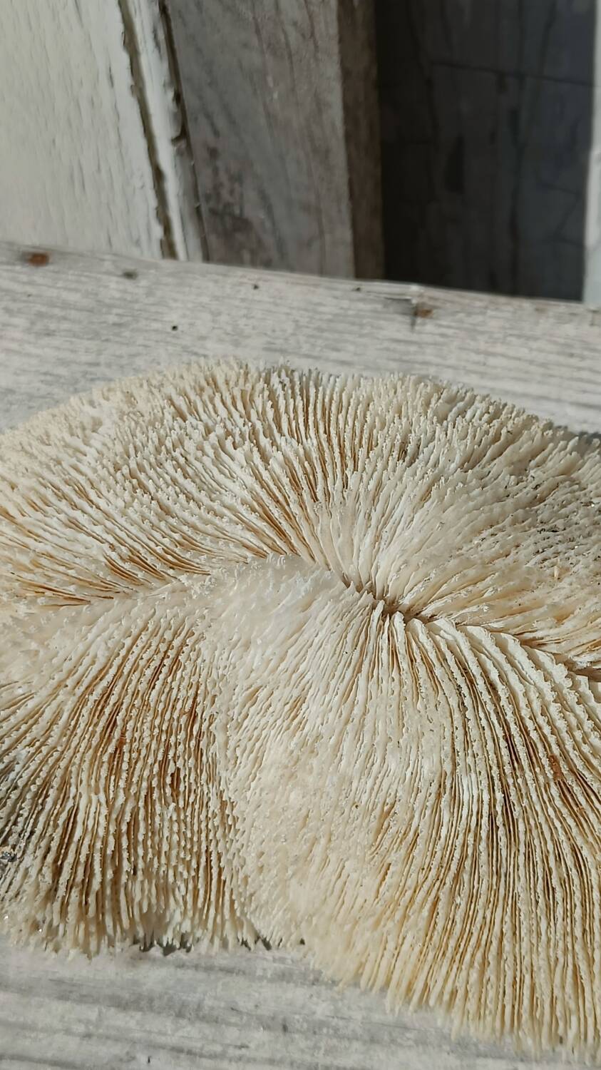 Vintage coral fungia large model