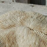 Vintage coral fungia large model