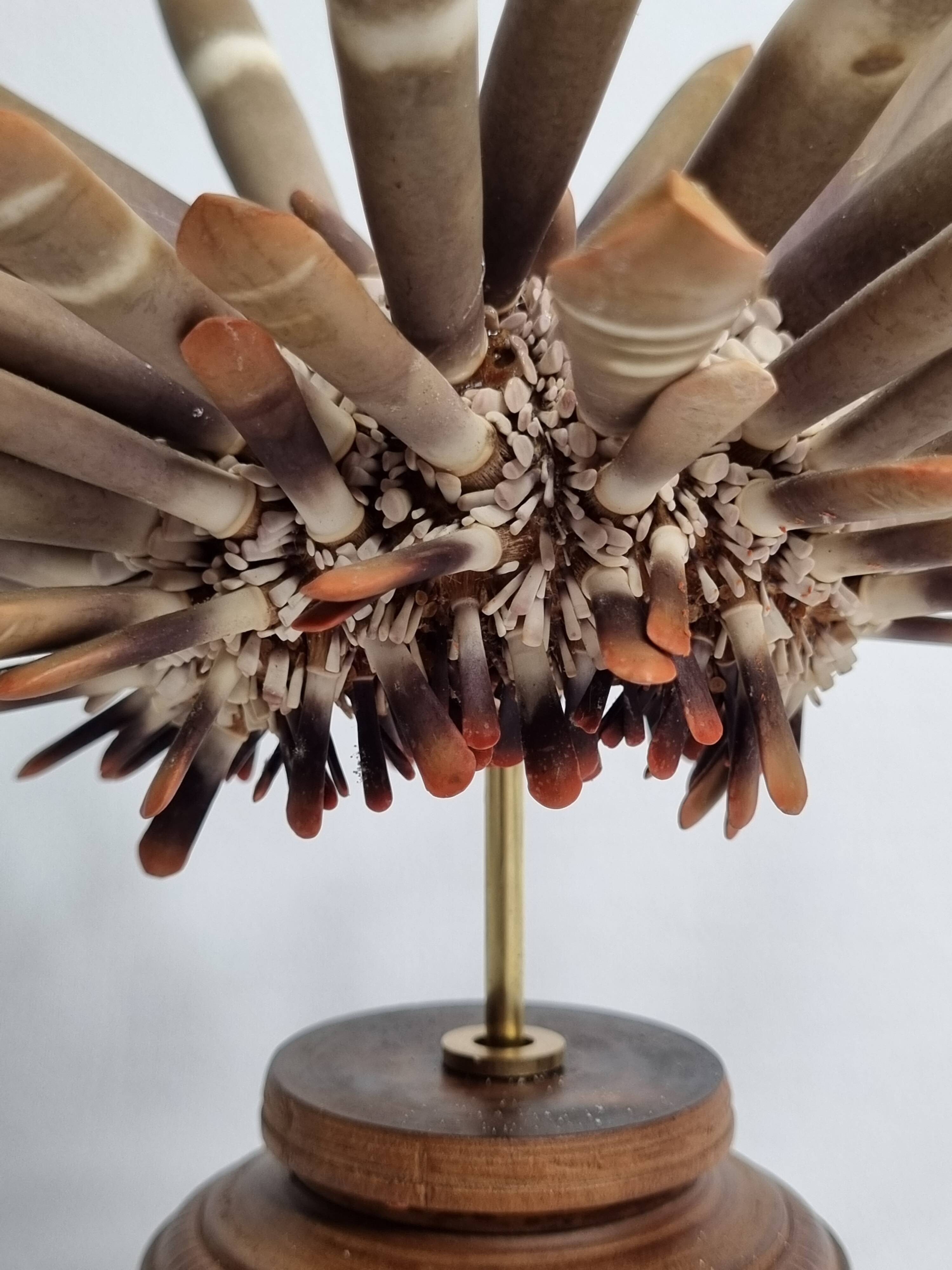 Antique sea urchin pencil on turned wooden base, 22 cm