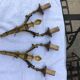 Paire d’applique en bronze style Louis XVI