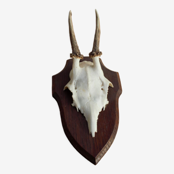 Bois de cerf vintage de 1967