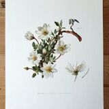 Dryad botanical board