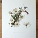 Dryad botanical board