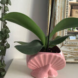 Pink shell