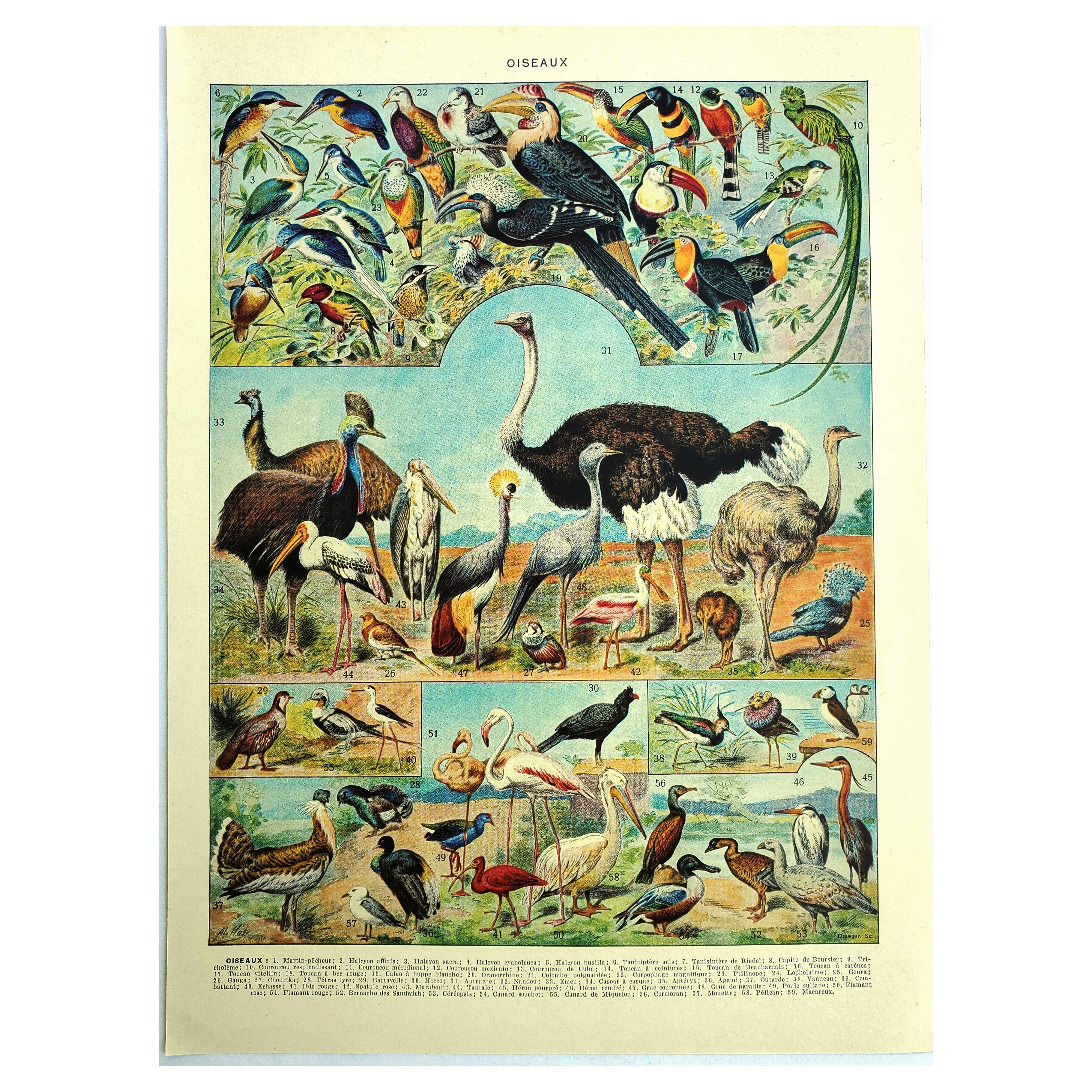 Old lithograph 1928 A. Millot - Birds 4, ornithology, birds