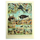 Lithographie ancienne 1928 A. Millot - Oiseaux 4, ornithologie, volatiles