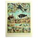 Old lithograph 1928 A. Millot - Birds 4, ornithology, birds