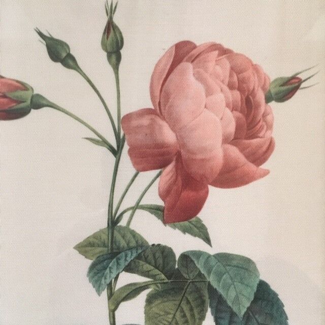Planche botanique encadrée avec rose