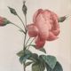 Planche botanique encadrée avec rose