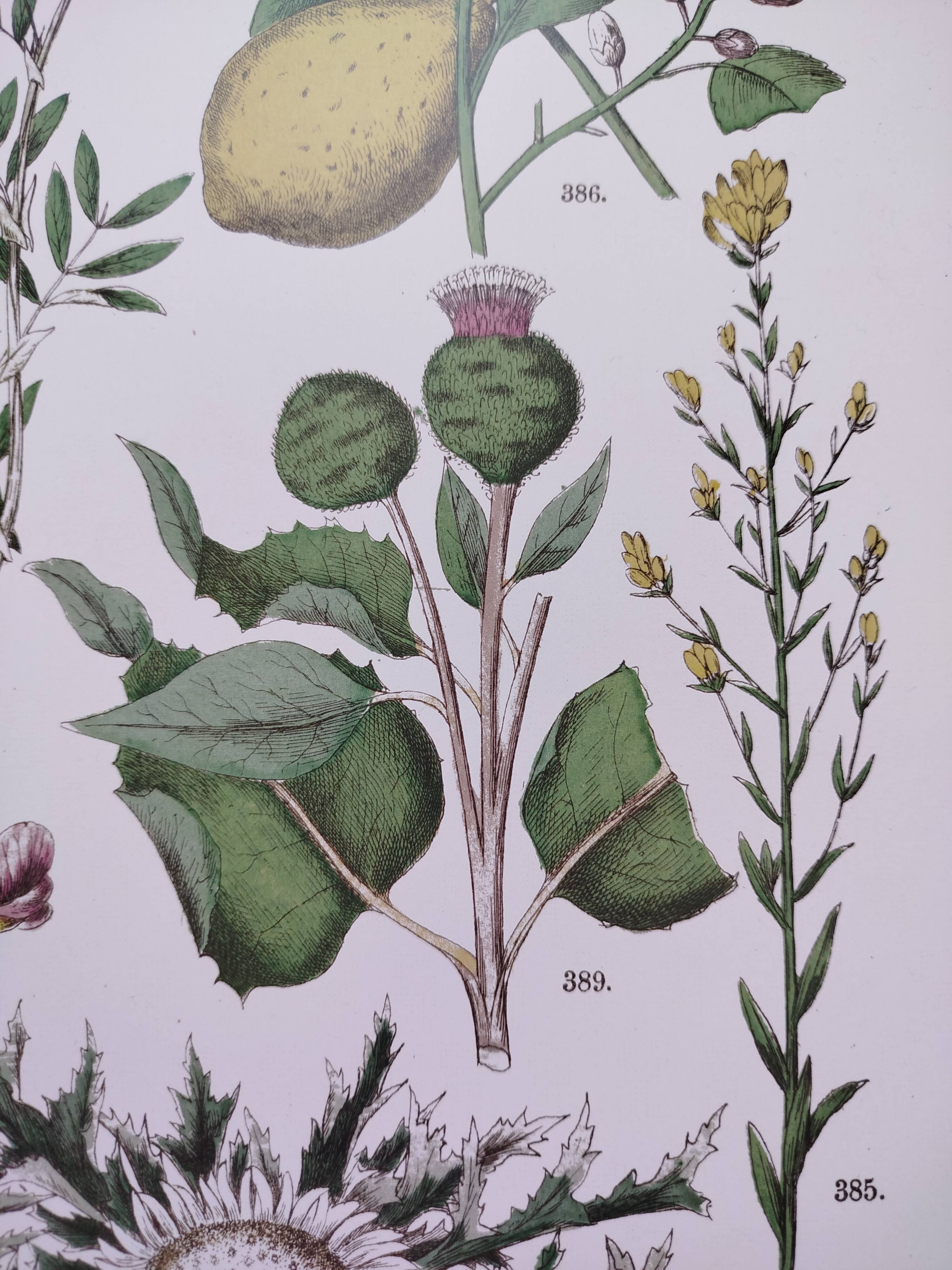 Plant poster based on an 1881 engraving "lemon"