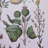 Plant poster based on an 1881 engraving "lemon"