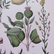 Plant poster based on an 1881 engraving "lemon"