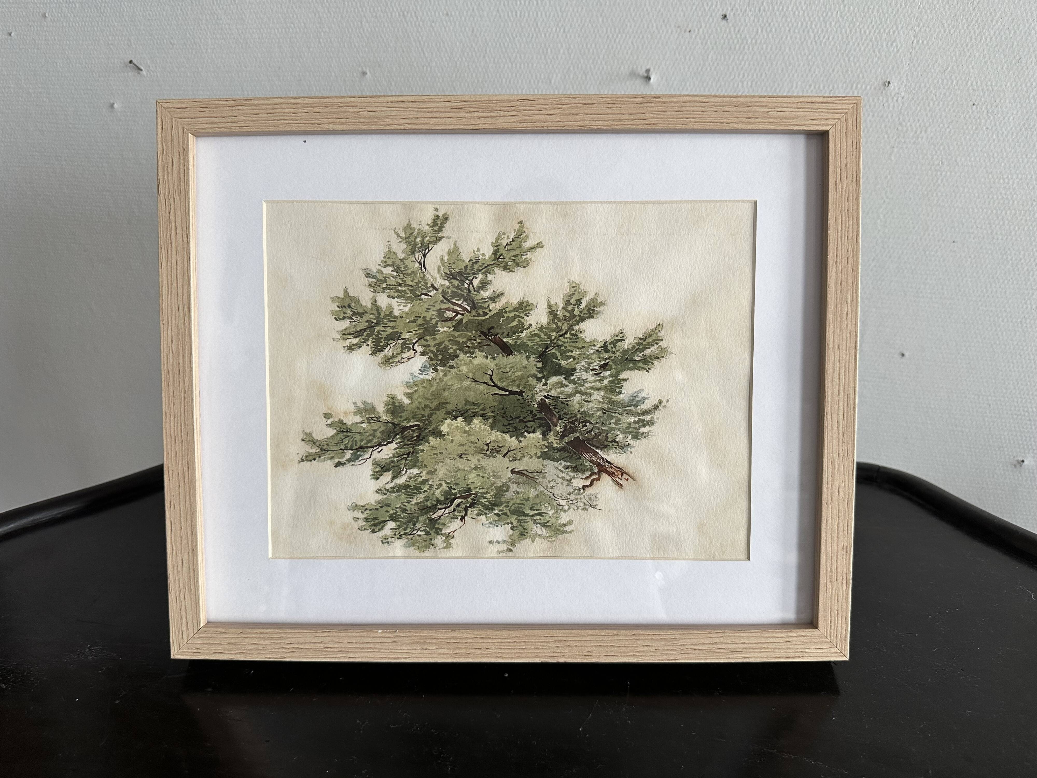 Old watercolour of a tree, botanical study signed, mid-20th century.