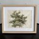 Old watercolour of a tree, botanical study signed, mid-20th century.