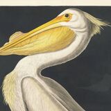 Poster of the White Pelican of America, after an old engraving