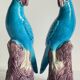 Pair of phenix birds chinese porcelain early 20th century