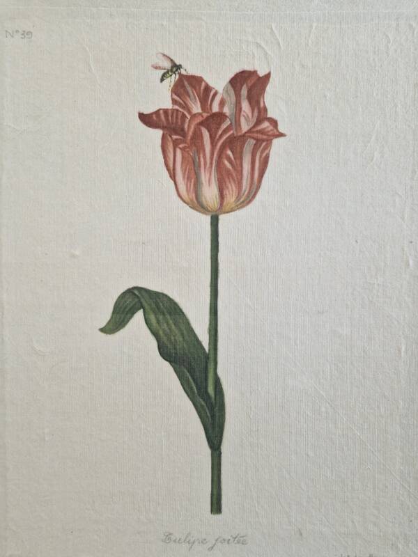 La Roche Laffitte (Born in 1943) - Watercolour drawing on silk - Tulip