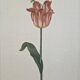 La Roche Laffitte (Born in 1943) - Watercolour drawing on silk - Tulip