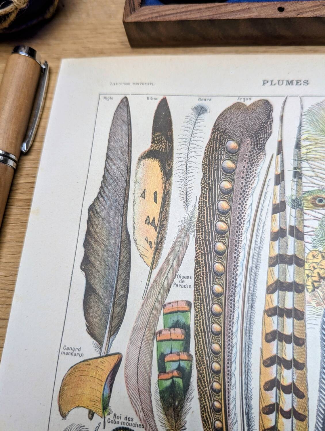 Printed in 1924, the feathers. Old naturalist illustration.