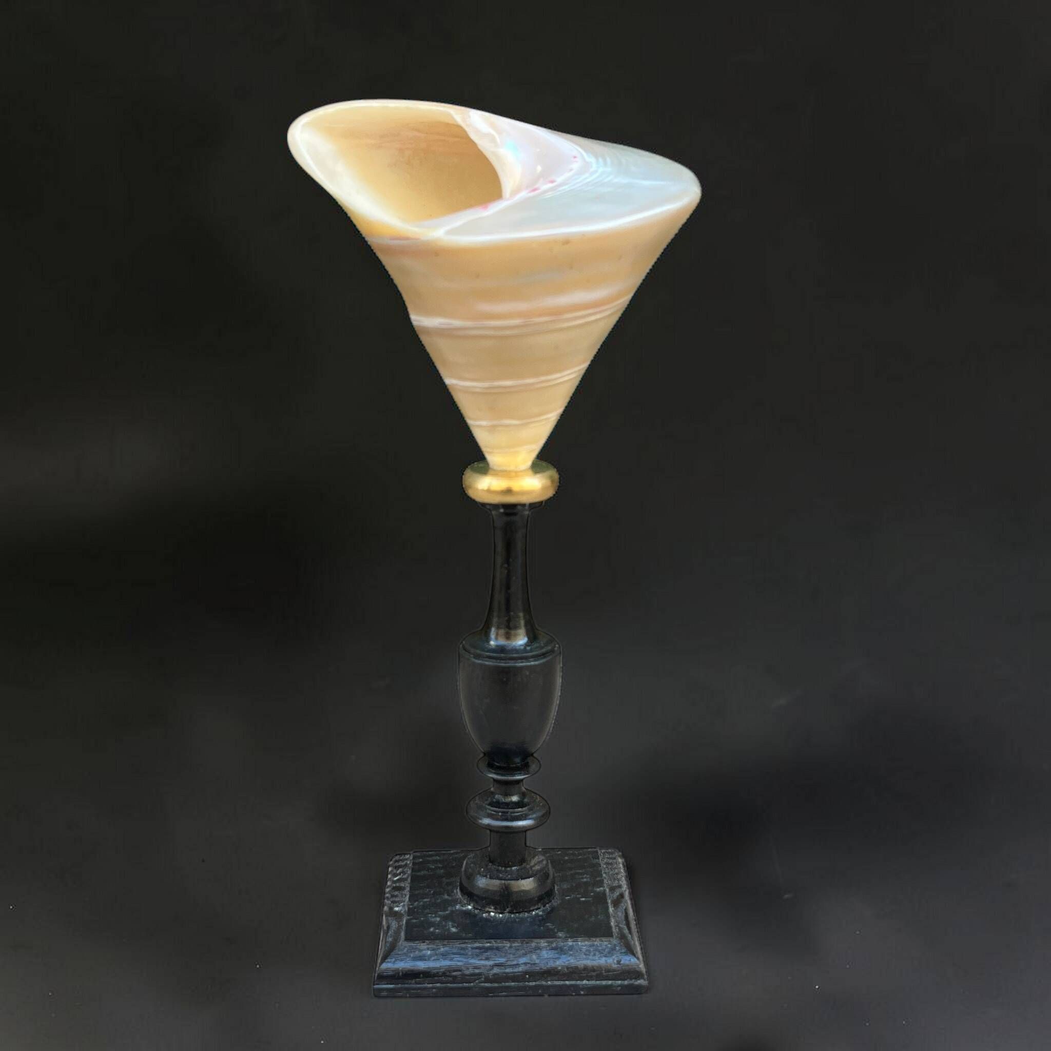 Ancient Troca Trochus shell in mother-of-pearl on a wooden base curiosities