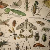 Lithograph of insects - 1900