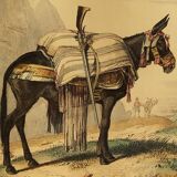 Original zoological plank "the Mulet" Buffon 1840