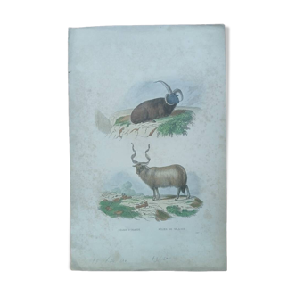 Poster - old zoological engraving - Icelandic/Wallachian ram (mid 19th century)