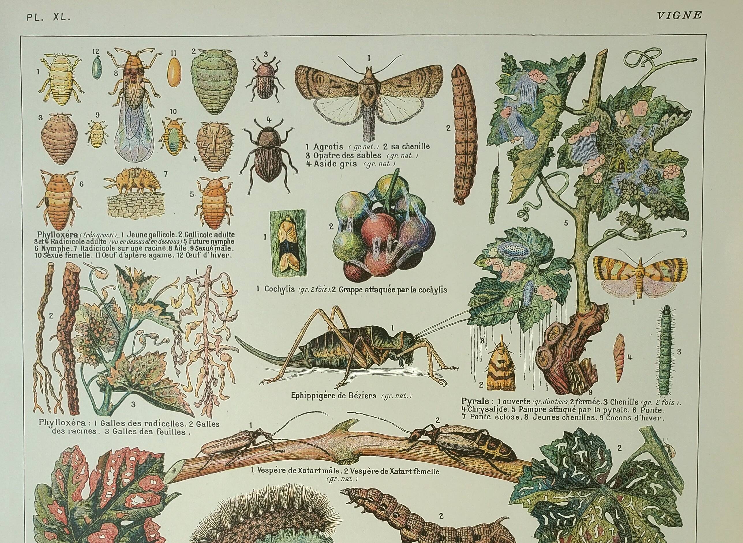 Old engraving 1922, Vine, enemies, insects, grapes, harvest • Lithograph, original illustration