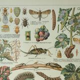 Old engraving 1922, Vine, enemies, insects, grapes, harvest • Lithograph, original illustration