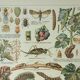 Gravure ancienne 1922, Vigne, ennemis, insectes, raisin, vendange • Lithographie, illustration origi