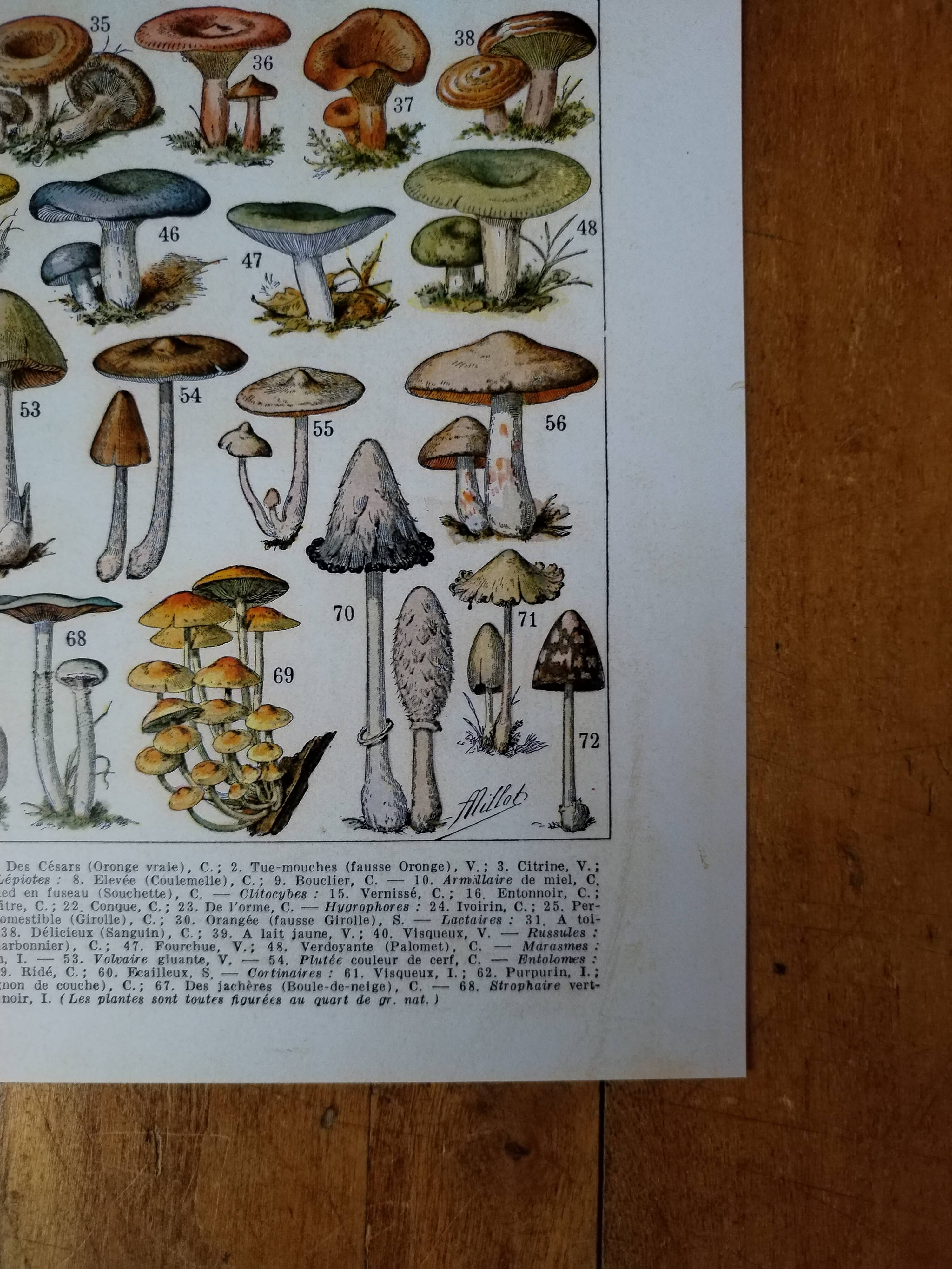 Original lithograph on mushrooms