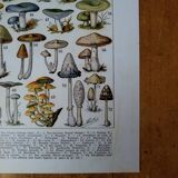 Original lithograph on mushrooms