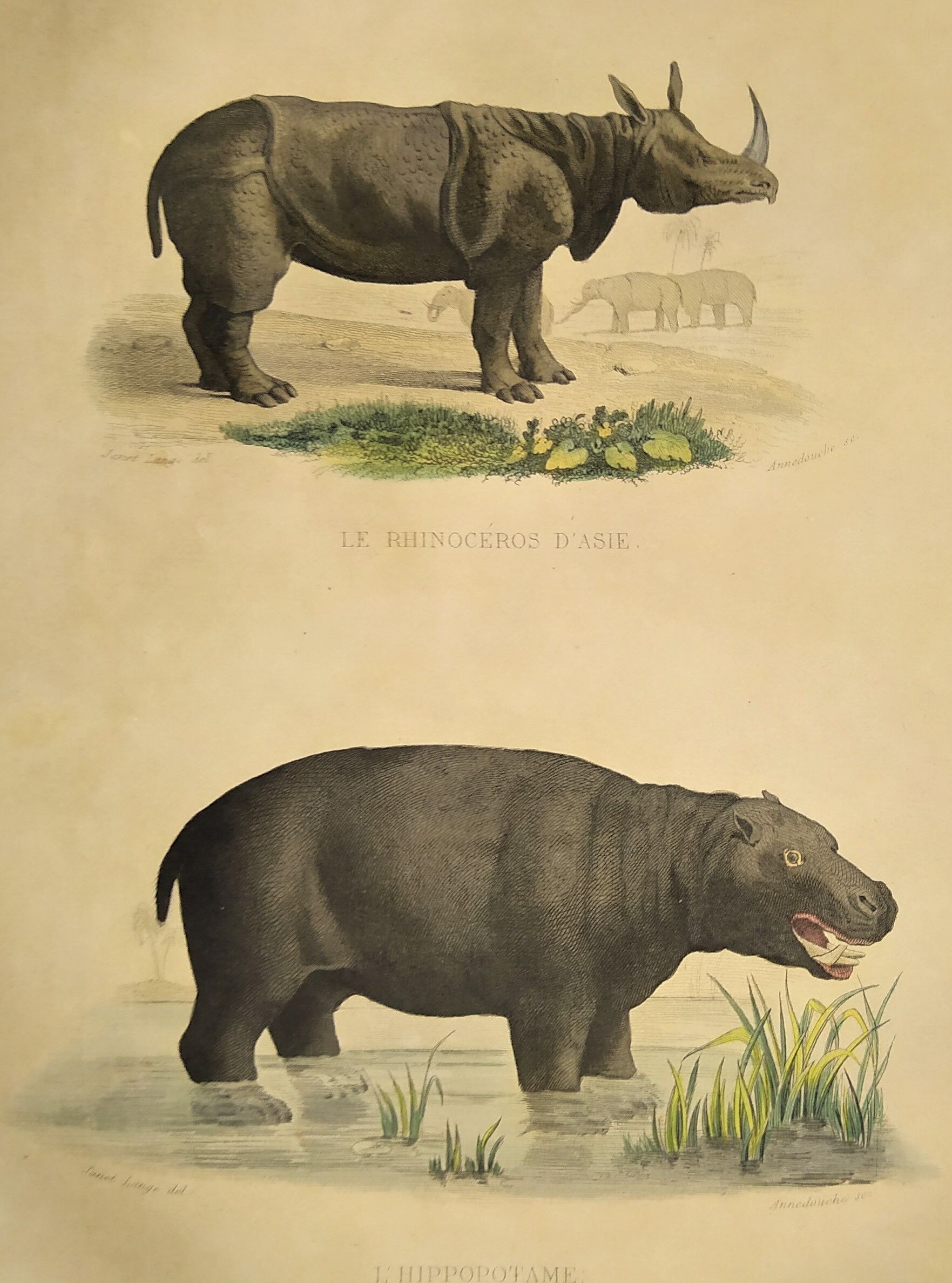 Original zoological frame engraving from 1839 " rhinoceros & hippopotamus "