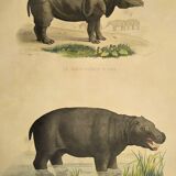 Original zoological frame engraving from 1839 " rhinoceros & hippopotamus "